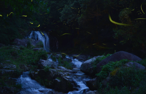 nubbsgalore:  the japanese word for firefly is hotaro, which is thought to derive from ho taru, which literally means ‘to drip fire’. there are about two thousand species of firefly, but japan is notable for its two aquatic species, the genji and