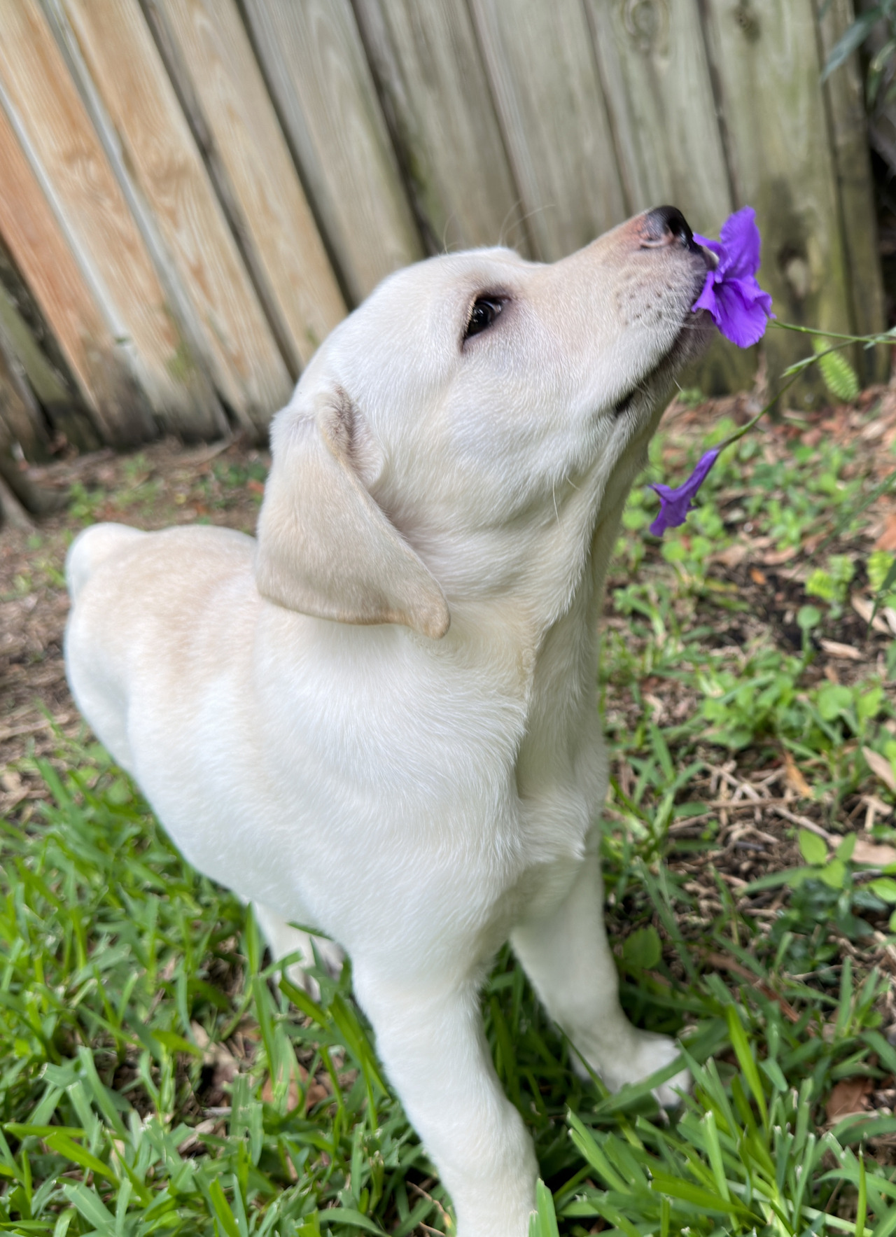 Oakley the Yellow Labrador smelling the morning flowers