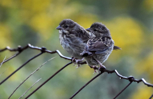 Baby song sparrows, patiently waiting for a grasshopper breakfast.  