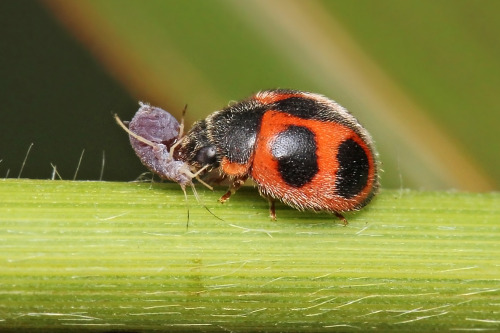 An invasive ladybug preying on an aphid.
