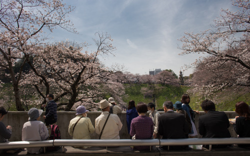 Sakura- Nippon Budokan, Tokyo, Japan- March 2016