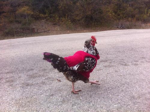 hqcreations: keeperofthehens: duckindolans: chimsartlife: crownofbirds:  knit chicken fashions by Br