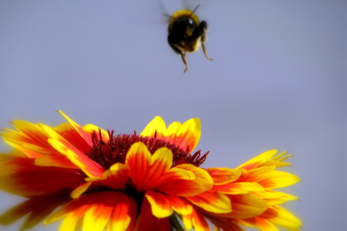 Bee flower choices altered by pesticide exposureScientists have shown that low levels of pesticides 