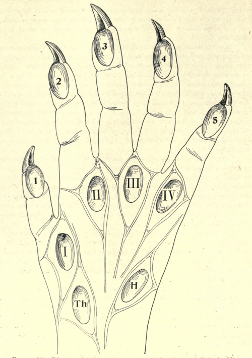 nemfrog:“Palmar surface of forefoot and digits in Microtus, a field mouse.” Personal identification.