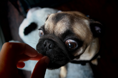 fawn pug