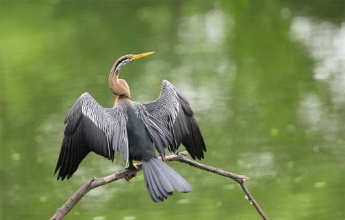 thalassarche: Indian Darter (Anhinga melanogaster) - photo by Rajiv Lather