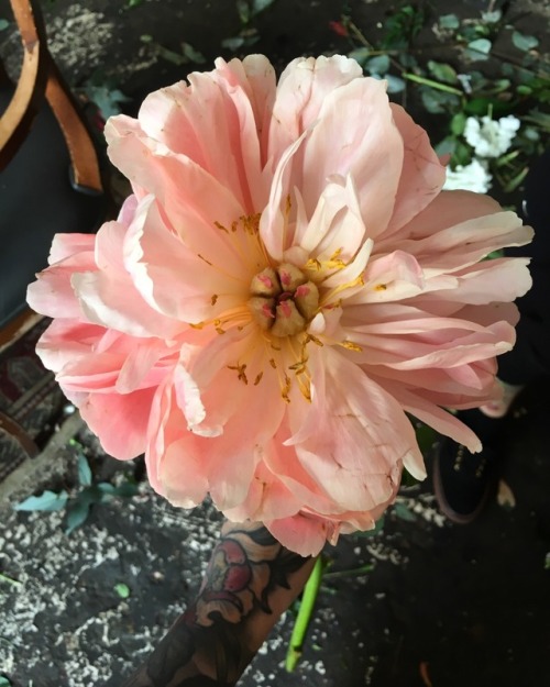 lickgold:Made some bouquets today!