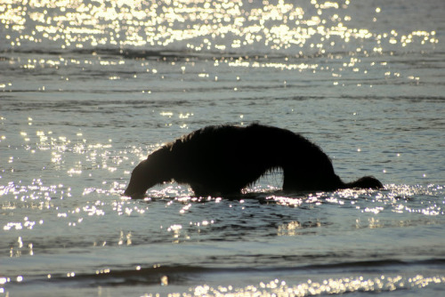 zoi-ish-tales: paper cut borzoi - silhouettes between shade, water and light. @thewavesbrokeonthesho