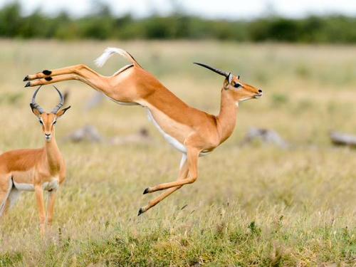 bochinohito:  VisualiZINさんはTwitterを使っています: “Where the Antelope Play http://t.co/hebtI6wUPT http://t.co/J5KjZBk60V”