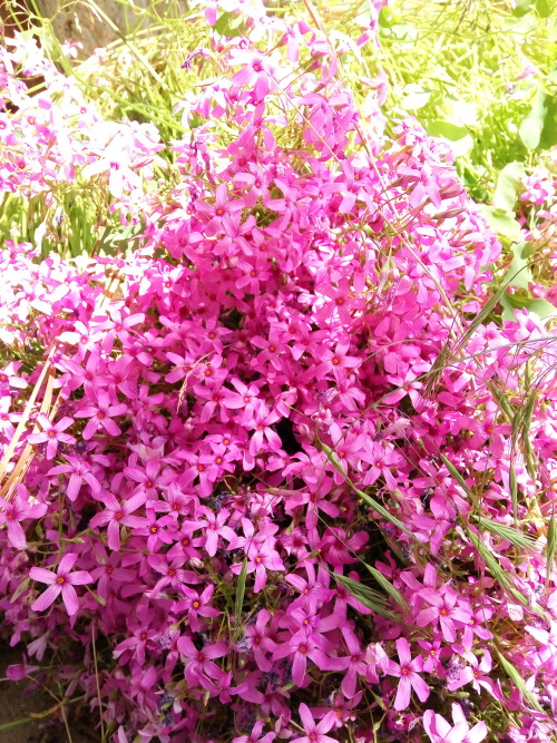 27/Jun/2016Grandpa isn’t here anymore, but the flowers he lovingly planted for grandma are still the