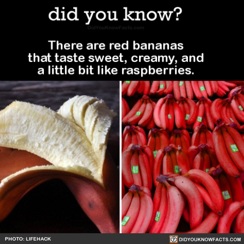 did-you-kno:  There are red bananas that taste sweet, creamy, and a little bit like raspberries.  Source Source 2