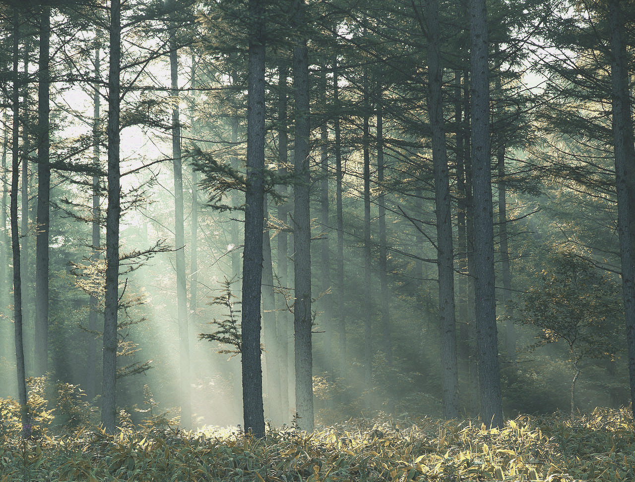 lahvunder:  {vintage nature blog}