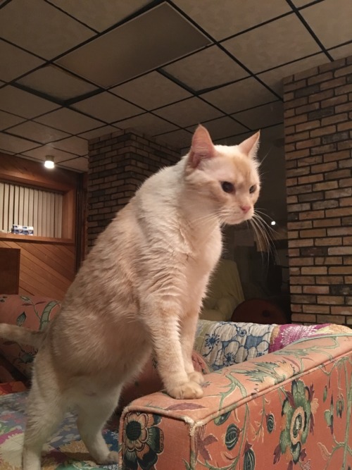 tsarpintina:My cats are lovely
