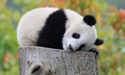 wolverxne:  Photographer Josef Gelernter took these took these photographs of an adorable Giant Panda Cub waking up.