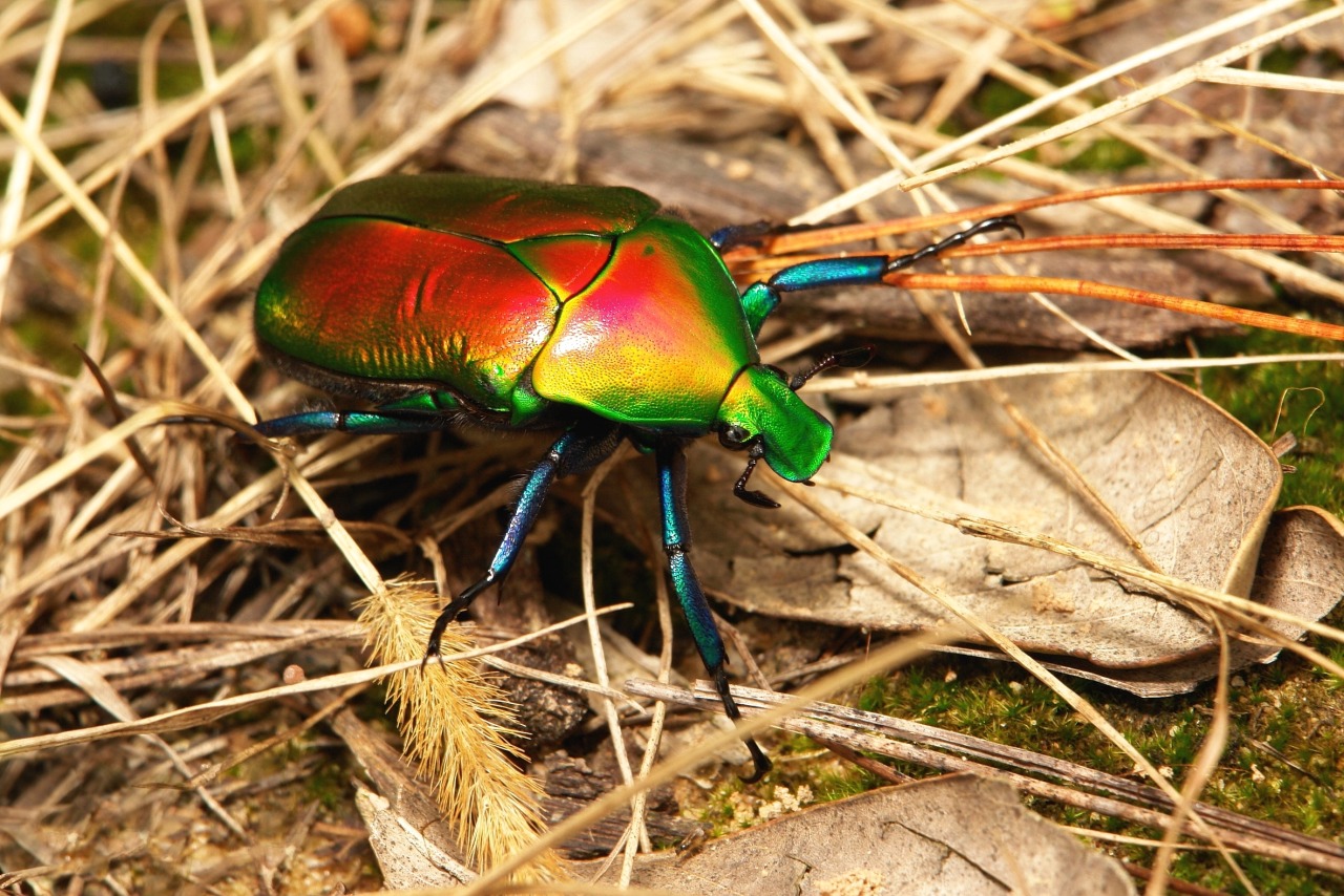 sinobug:  The TOP TEN BEETLE images taken in 2015 and posted to itchydogimages on