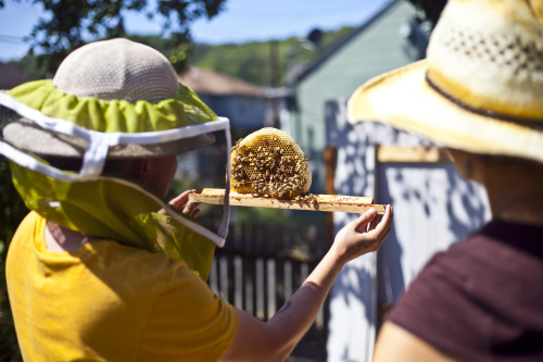 sharaflea:Checking the hive a week after new queen installation. Queen is free of the cage, alive an