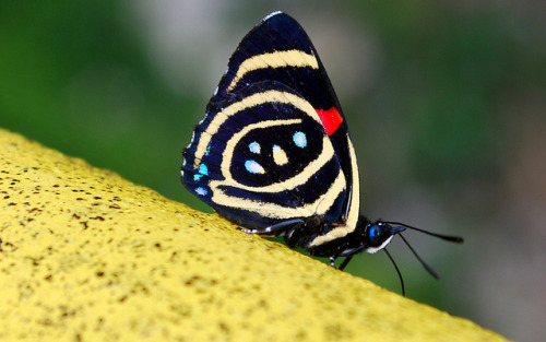 Butterfly On Flickr.