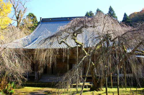 2020.11.武周ヶ池（福井市二ツ屋町）と西雲寺（真宗佛光寺派、しだれ桜が有名）