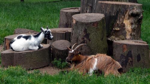 Socialising at the local stumpery.