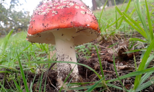 lavandabrujeria: Amanita muscaria!! I was so excited to see this lil cutie I used to see these all 