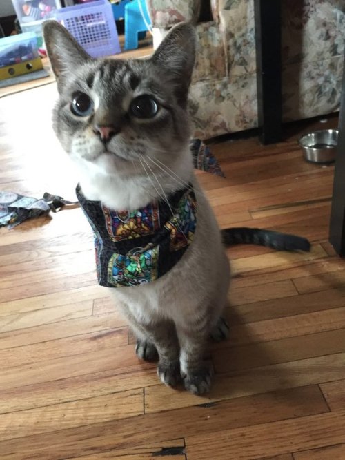 solomonfletcher: solomonfletcher: My cat Balthazar is going in for dental work on tuesday and the es