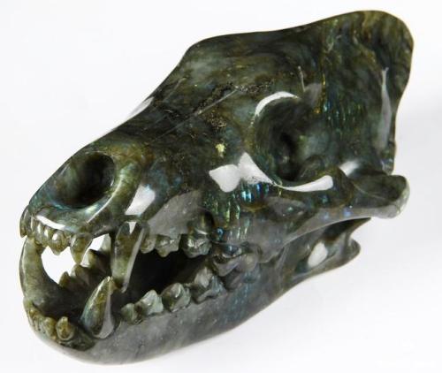 elegantwolves: Labradorite Wolf Skull