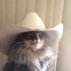 cuteanimalspics:  Me and Rancher Whiskers are ready for the Calgary Stampede…