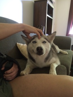 awwww-cute:  Arya loves head scratches (Source: