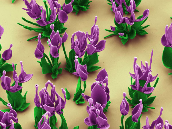 sixpenceee:  Harvard Scientist Grows Microscopic FlowersInside a tiny beaker of water