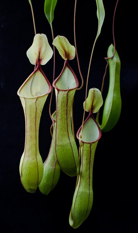 Porn photo fleshorchid:  the-secret-life-of-plants: