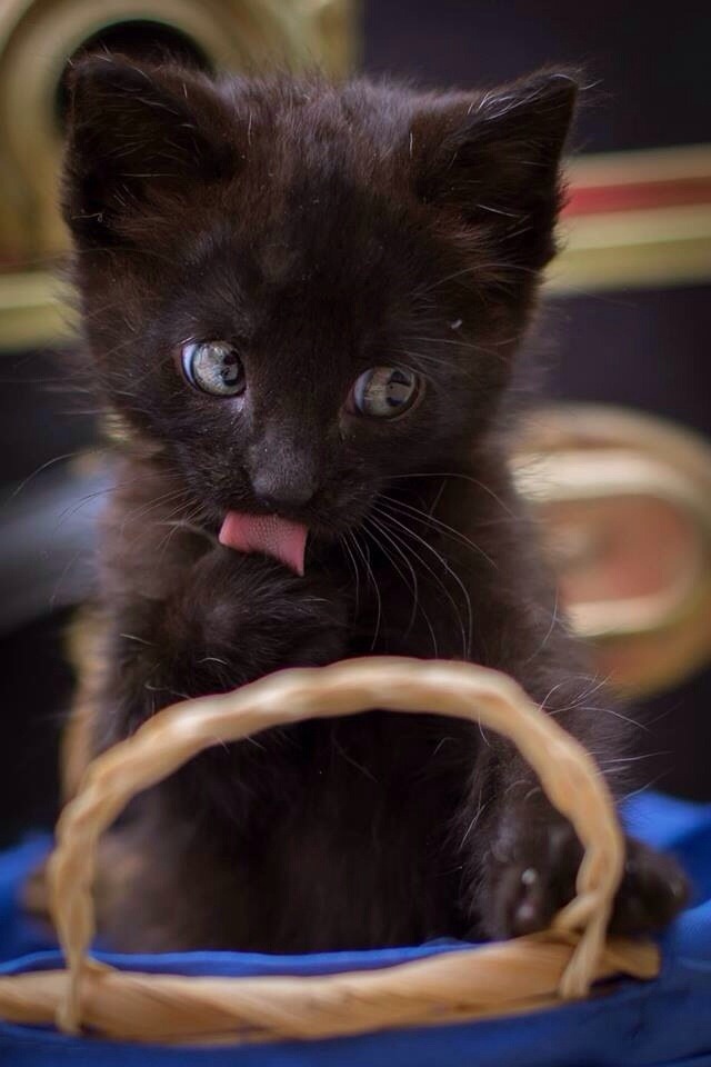 awwww-cute:  I was snapping a few pics of my new baby and this came out 