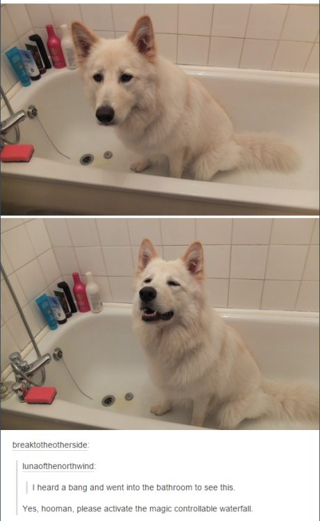 XXX itsstuckyinmyhead:Dogs and Tumblr photo