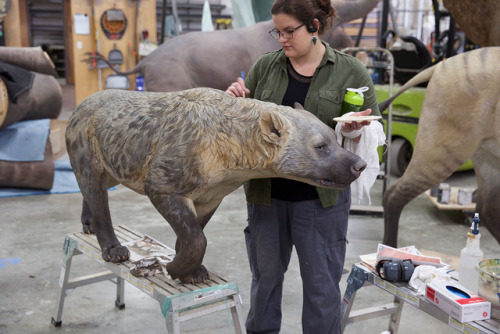 Etruscan Bear, Ursus etruscus, the dog-bear Hemicyon sansaniensis, and small Eurotamandua, an extinc