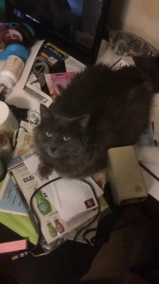 taraljc:mostlycatsmostly:This is Persephone. In Connecticut there was an event held by the news. It 