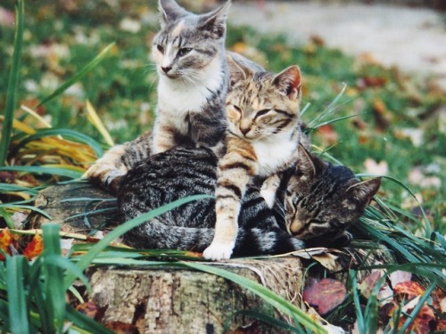 petercmartucci: Barn cat siblings