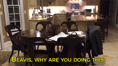 blktauna:  sizvideos:  Sometimes cats can be jerks! - Full video   Whats this “sometimes”?