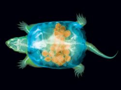 congenitaldisease:  An x-ray of a pregnant