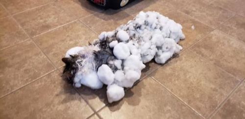 skg373:This was from my state. It’s a miracle that cat survived. Looks like shes enjoying the hair d