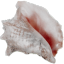 princsea