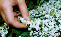 peetakmellark-deactivated201403:  “Here it’s safe, and here it’s warm, Here the daisies guard you from every harm.” 