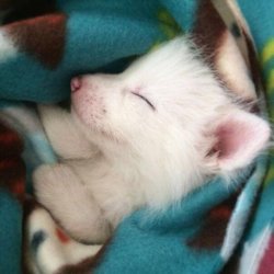 babyanimalgifs:Sleepy domesticated baby red fox