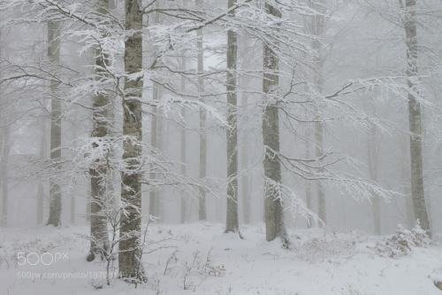 euph0r14:Il bosco innevato | by renavett
