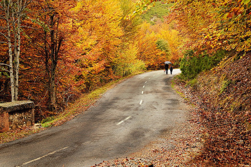 Autumn Road by cuellar on Flickr.