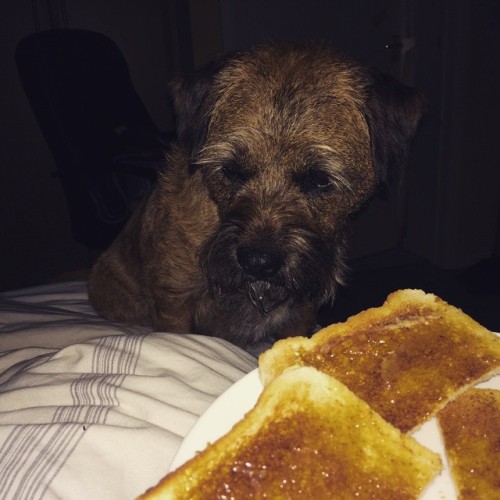 “Ok human, as I see it, the only way you can fix this one hour less of sleep is quite simple. You’re going to have to give me the toast! No, I’m sorry, I’ve thought long and hard, the only answer”. #btpose #borderterrier #terrier #instadog...