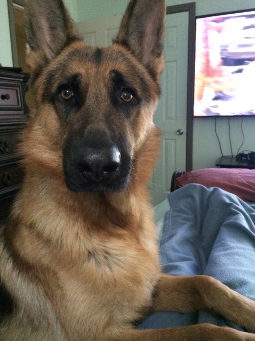 kaisertheshepherd:He’s crying (not whining, crying) because I’m eating almonds and they came in a zi