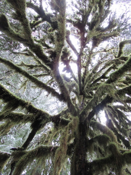 deanschlichting:Mossy yew tree, WIllamette National Forest, Oregon USA