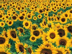 hello095:  I have an irrational fear of sunflowers