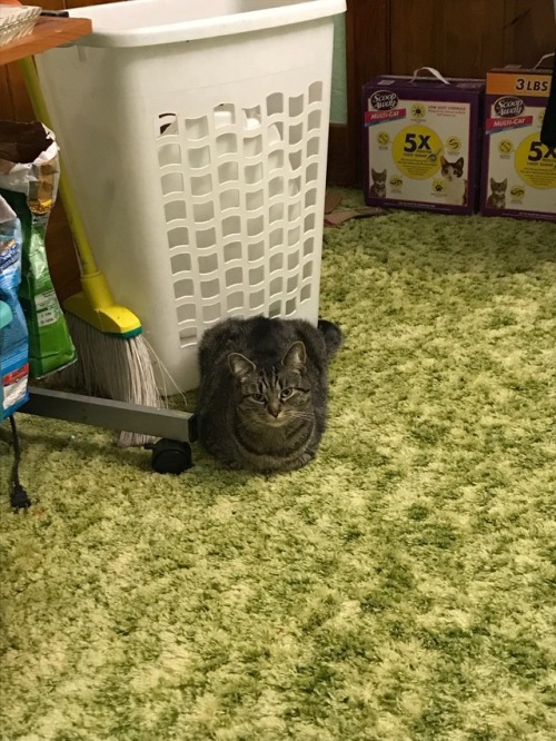 The striped loaf has been spotted