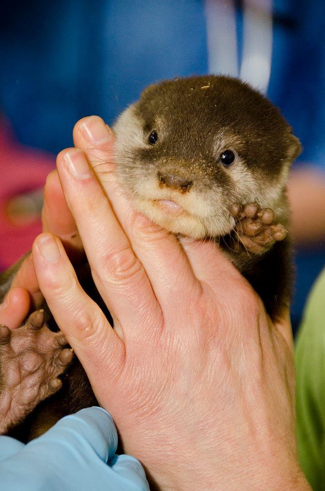 zooborns:  First Check-up for Otter Pups at Woodland Park Zoo  Four Asian Small-clawed