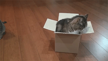 sfumatosoups:  tamorapierce:  sizvideos:  Cat gets comfy in box - Video  A box is